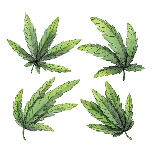 Colección de hojas de cannabis botánico de acuarela