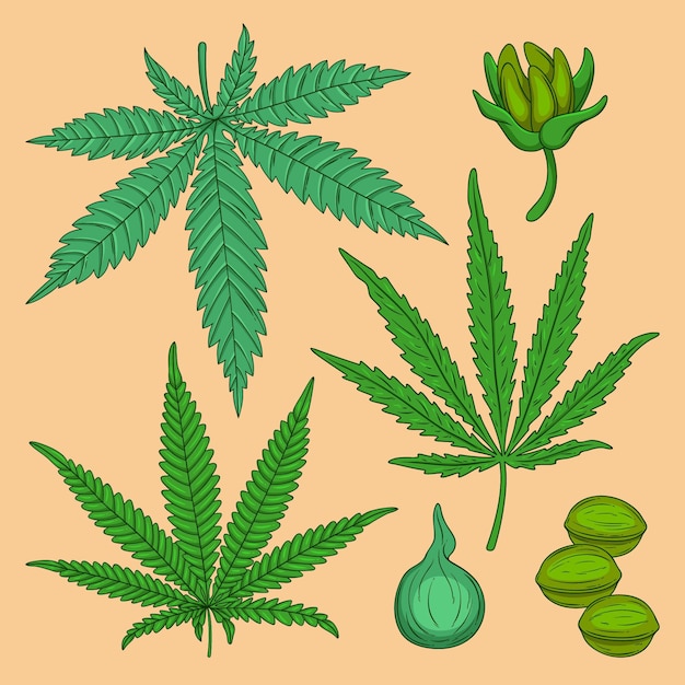 Colección de hojas de cannabis botánico