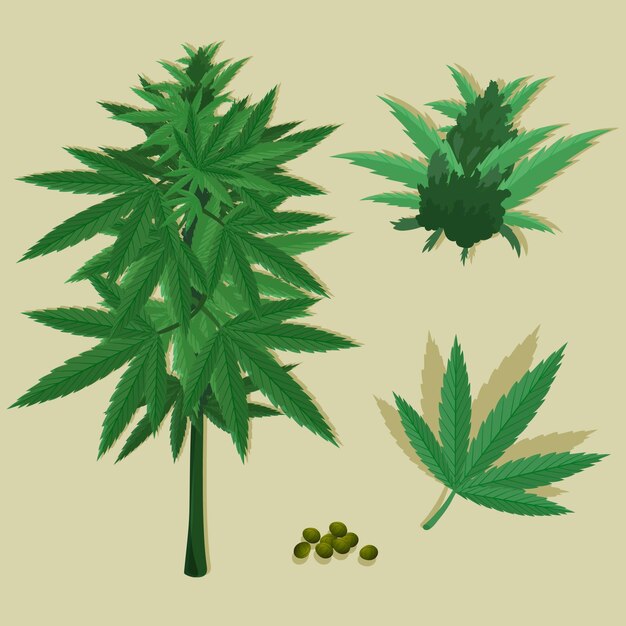Colección de hojas de cannabis botánico