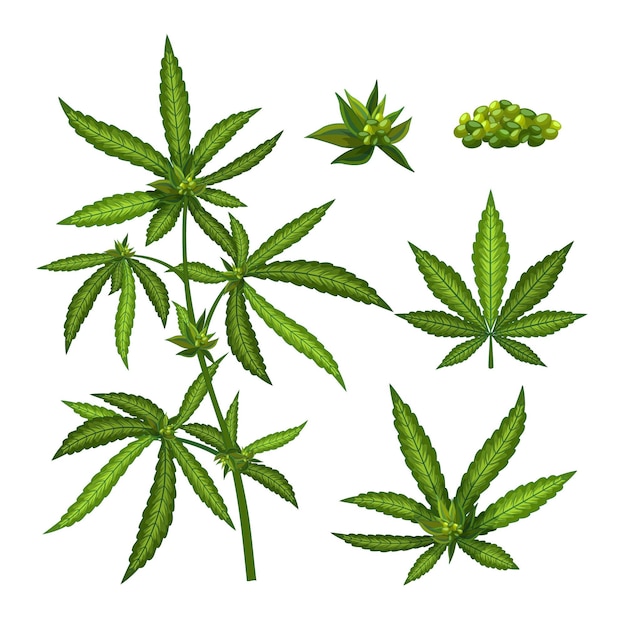 Colección de hojas de cannabis botánico