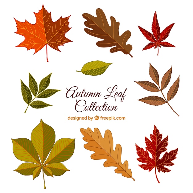 Vector gratuito colección de hojas de diferentes colores