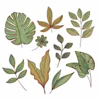Vector gratuito colección de hojas exóticas verdes dibujadas a mano