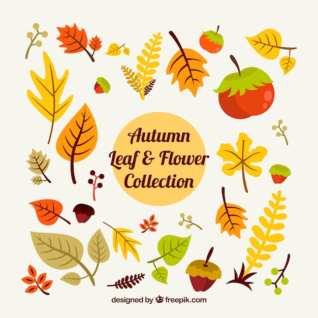 Colección de hojas y flores de otoño
