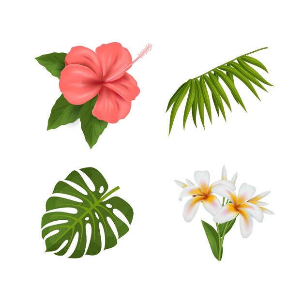 Colección de hojas y flores
