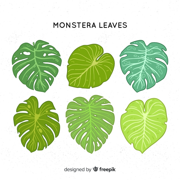 Vector gratuito colección hojas de monstera dibujadas a mano