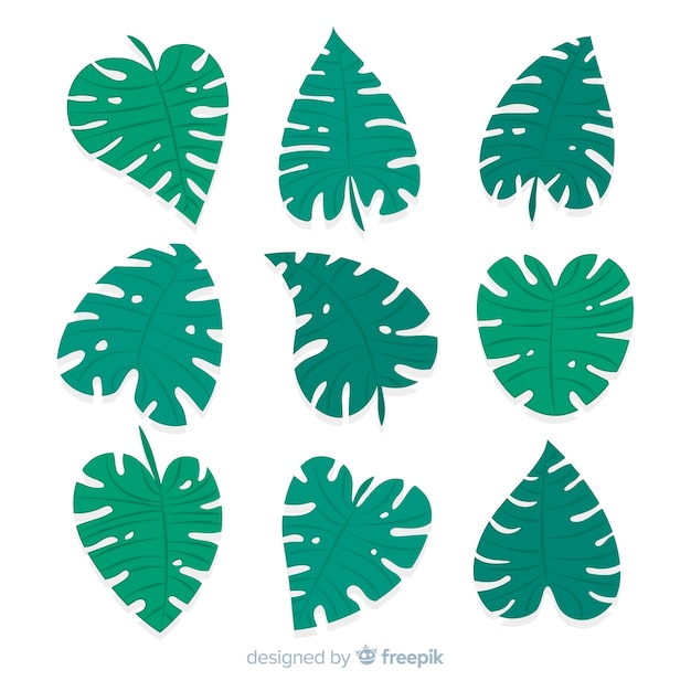 Vector gratuito colección hojas de monstera dibujadas a mano