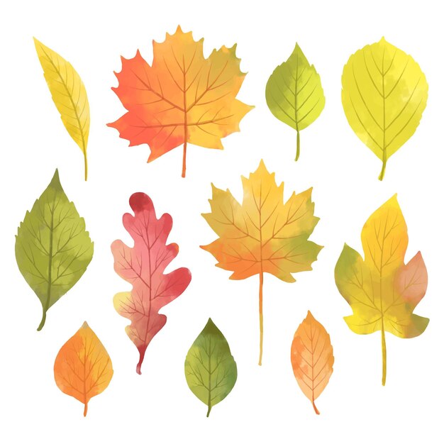 Colección de hojas de otoño acuarela
