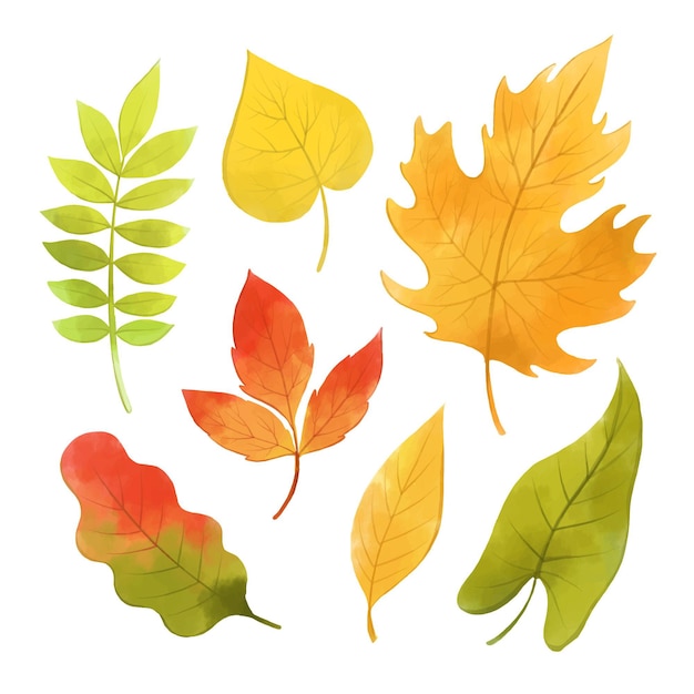 Colección de hojas de otoño acuarela