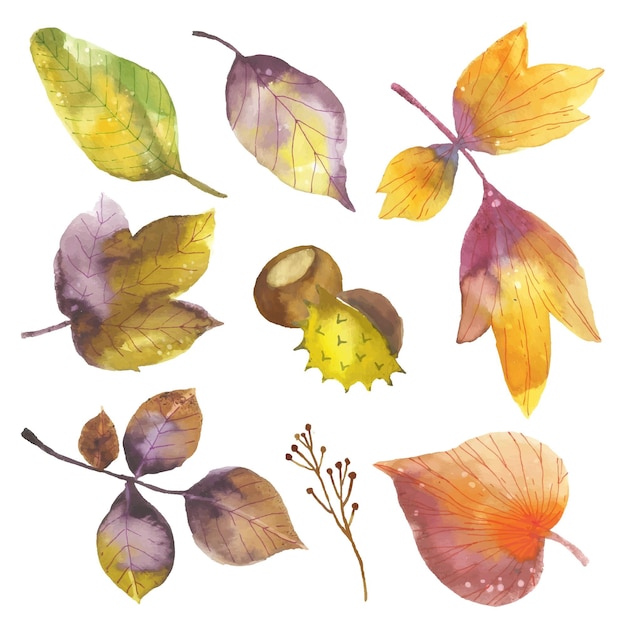 Colección de hojas de otoño acuarela