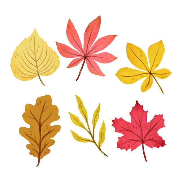 Vector gratuito colección de hojas de otoño en acuarela