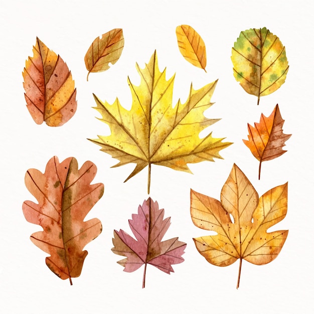 Colección de hojas de otoño en acuarela
