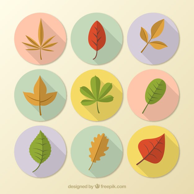 Colección de hojas de otoño de colores