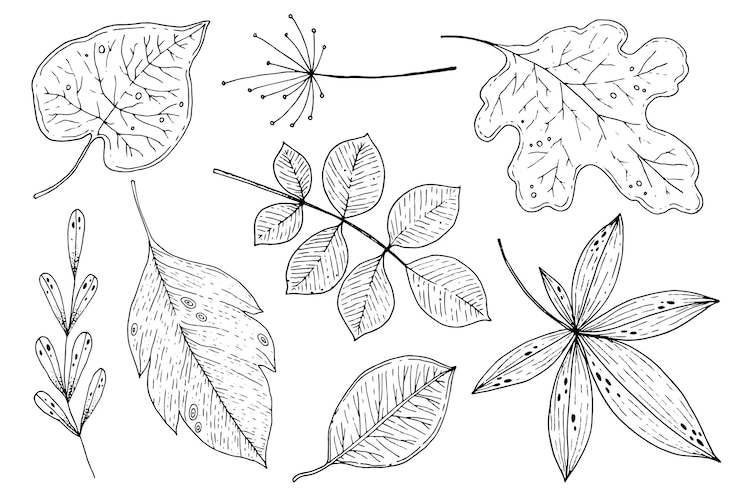 Vector gratuito colección de hojas de otoño dibujadas a mano