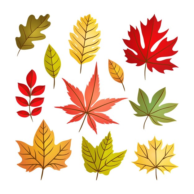 Colección hojas de otoño dibujadas a mano