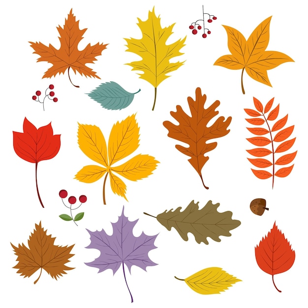 Colección de hojas de otoño de dibujos animados