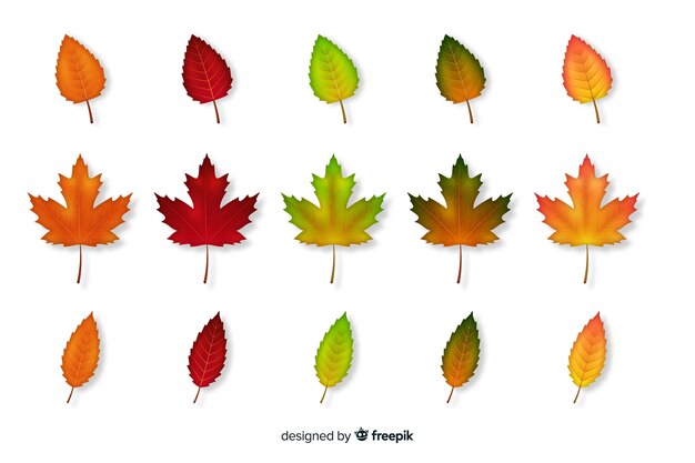 Colección de hojas de otoño estilo realista