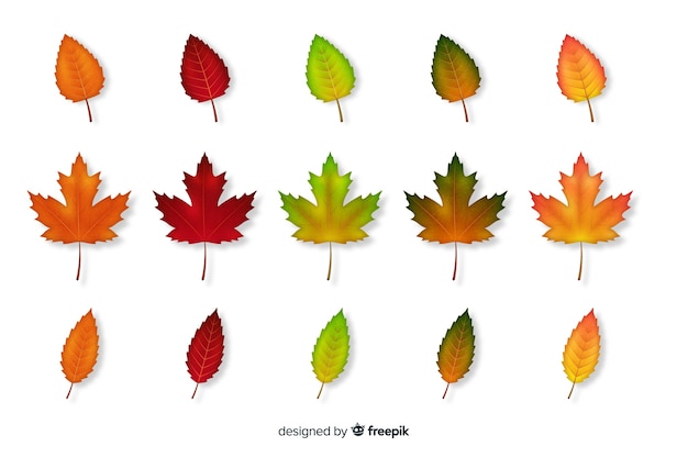 Colección de hojas de otoño estilo realista