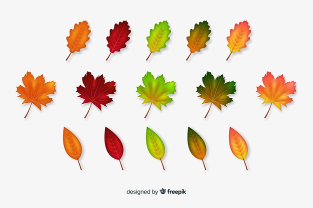 Colección de hojas de otoño estilo realista