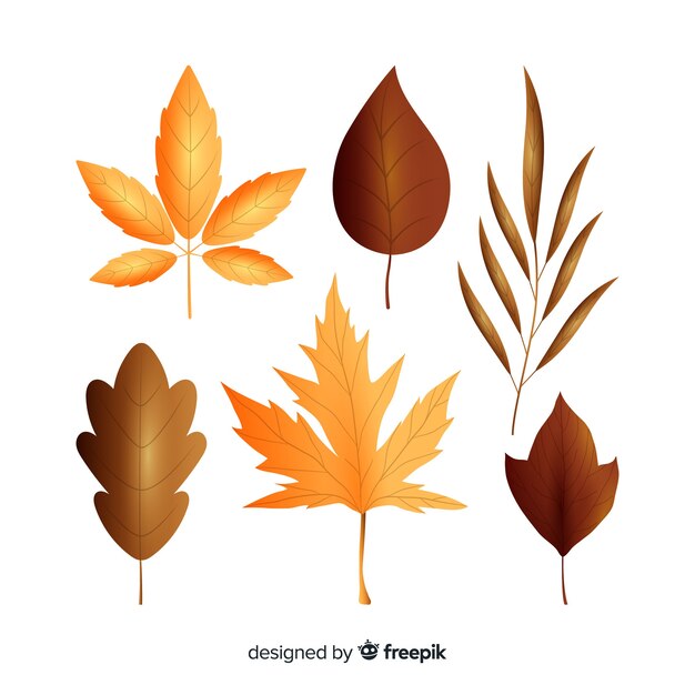 Colección de hojas de otoño estilo realista