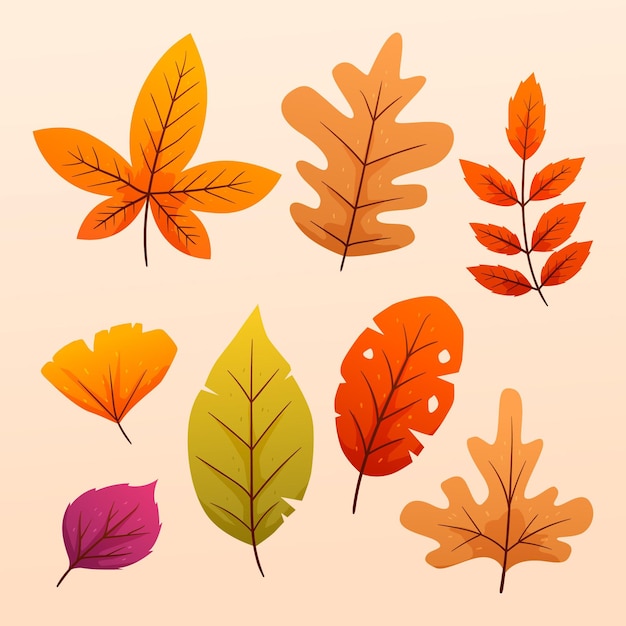 Colección de hojas de otoño gradiente