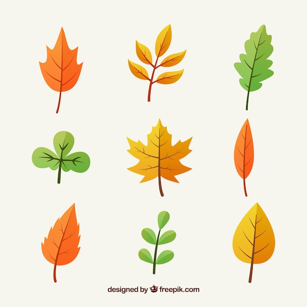 Vector gratuito colección de hojas de otoño multicolor