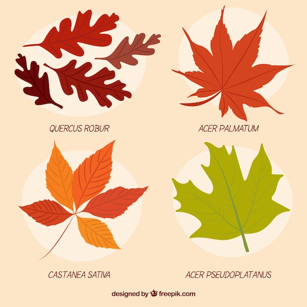 Vector gratuito colección de hojas de otoño