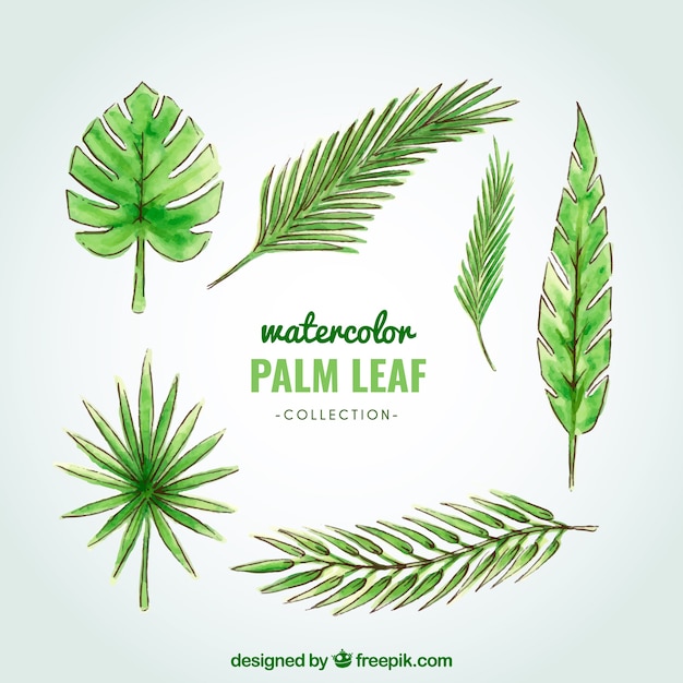 Vector gratuito colección de hojas de palmera en acuarela