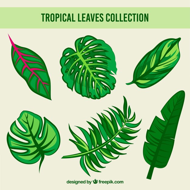 Colección de hojas tropicales creativos dibujados a mano