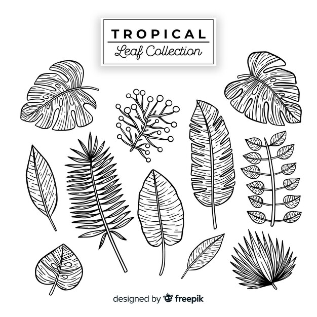 Colección de hojas tropicales dibujados a mano