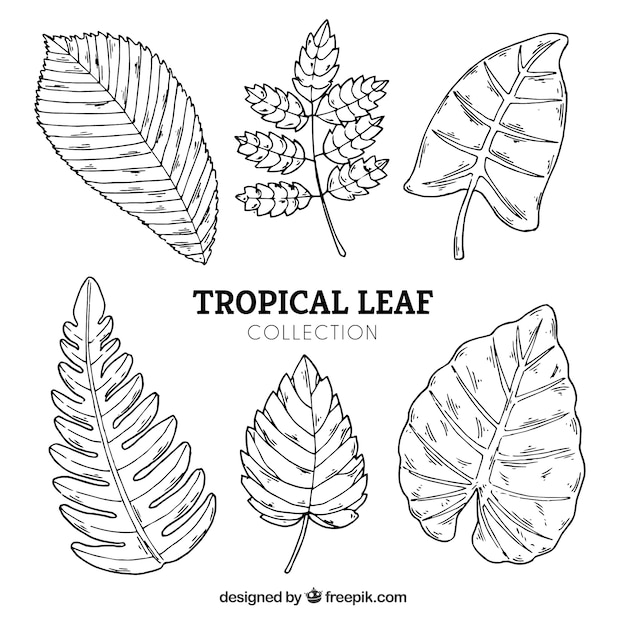 Colección de hojas tropicales en estilo hecho a mano