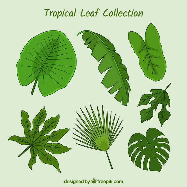 Colección de hojas tropicales en estilo hecho a mano