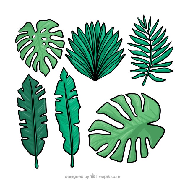 Colección de hojas tropicales en estilo hecho a mano