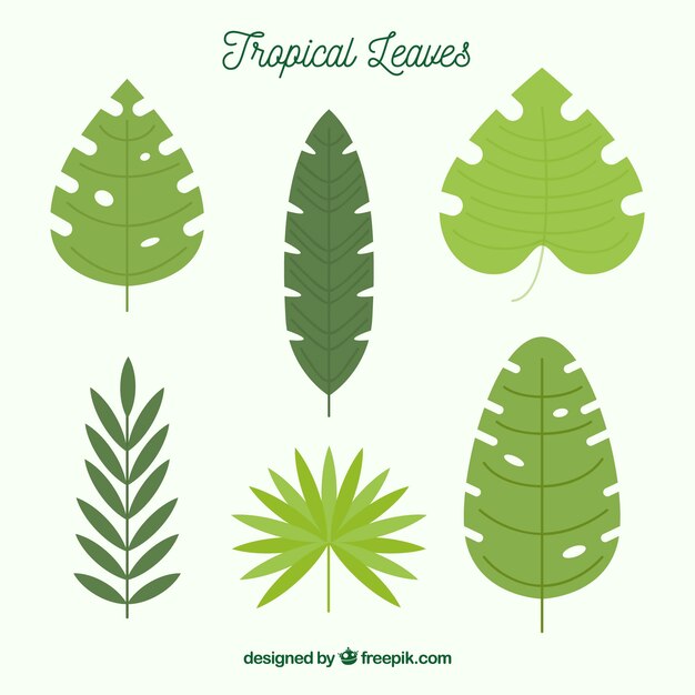 Colección de hojas tropicales