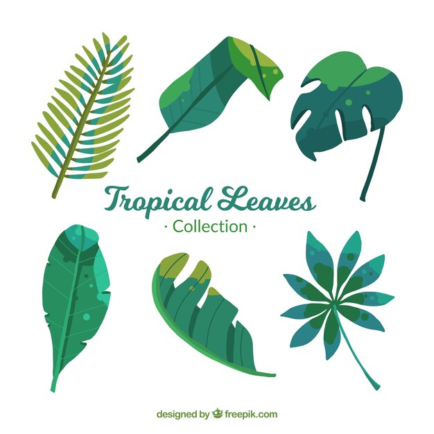 Colección de hojas tropicales