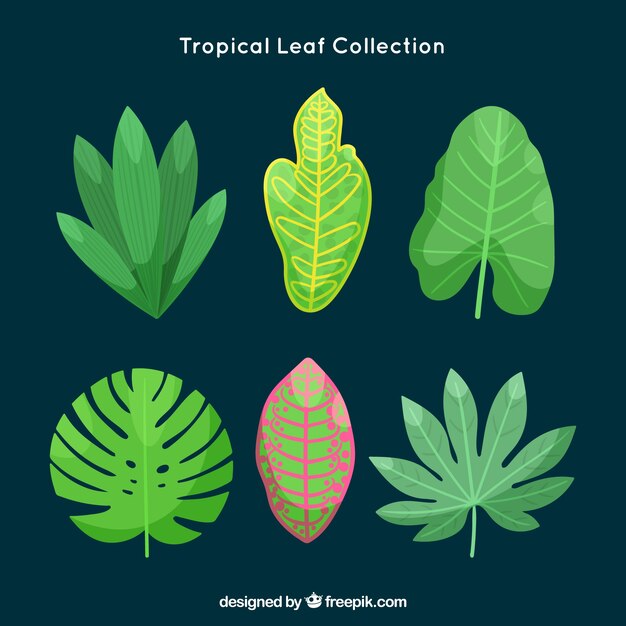 Colección de hojas tropicales
