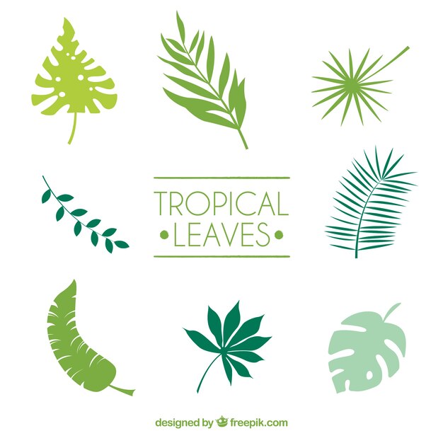 Colección de hojas tropicales