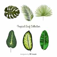 Vector gratuito colección de hojas tropicales
