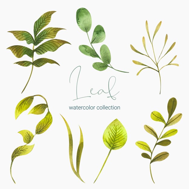 Colección de hojas verdes, plantas, hierbas del bosque, hojas tropicales.