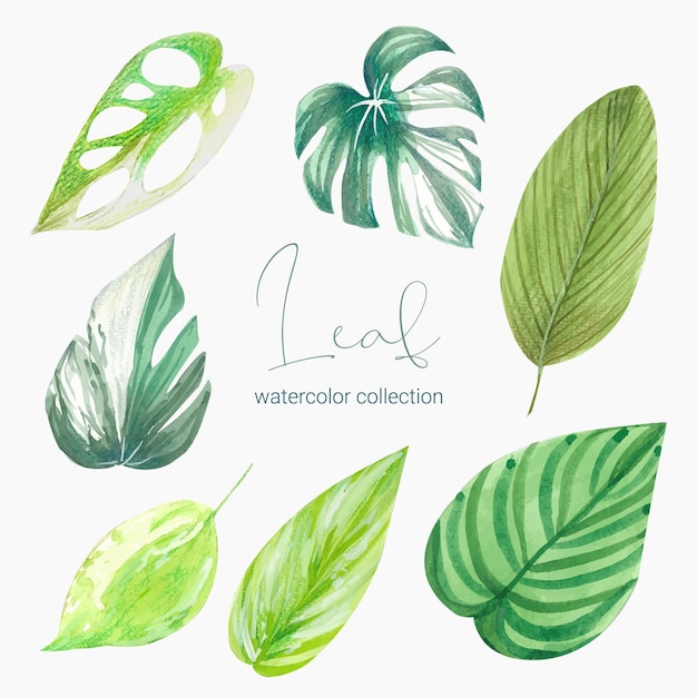 Vector gratuito colección de hojas verdes, plantas, hierbas del bosque, hojas tropicales.