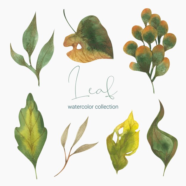 Colección de hojas verdes, plantas, hierbas del bosque, hojas tropicales.