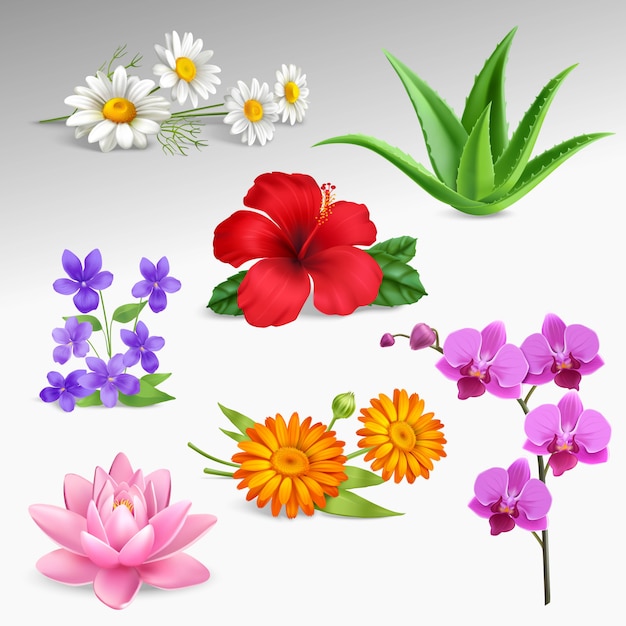 Vector gratuito colección de iconos realistas de plantas de flores.