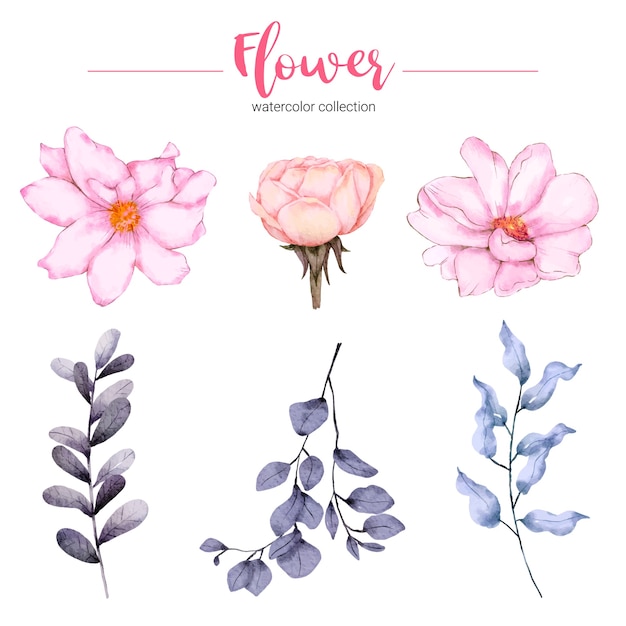 Colección de ilustración acuarela hermosa flor