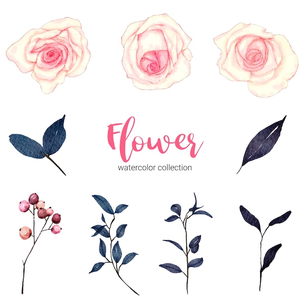 Vector gratuito colección de ilustración acuarela hermosa flor