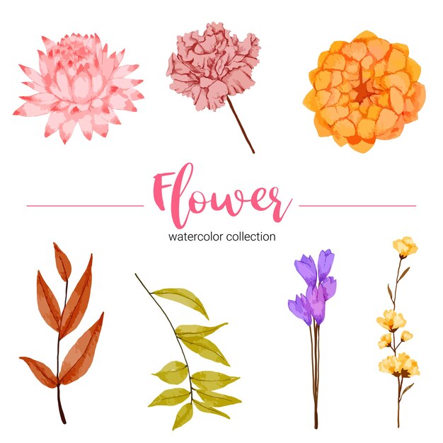 Colección de ilustración acuarela hermosa flor