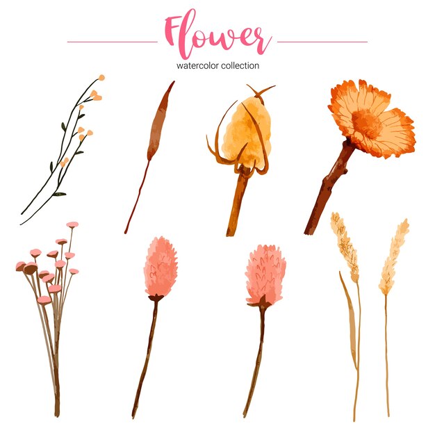 Colección de ilustración acuarela hermosa flor