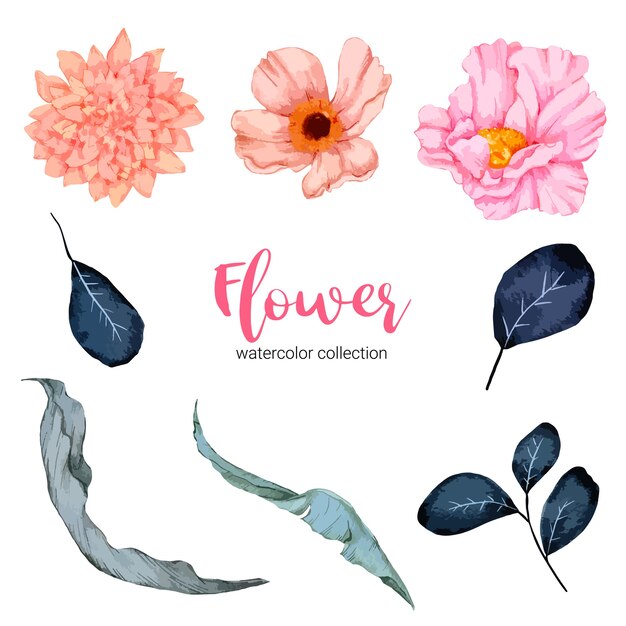Colección de ilustración acuarela hermosa flor
