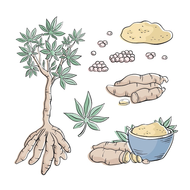 Colección de ilustración de tapioca dibujada a mano
