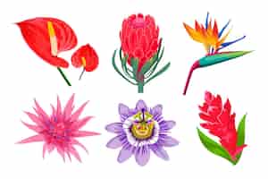 Vector gratuito colección de ilustraciones de dibujos animados de flores exóticas de la selva. plantas tropicales hawaianas o polinesias silvestres. magnolia u orquídea en el jardín, bali o islas del caribe sobre fondo blanco. flor, concepto de verano