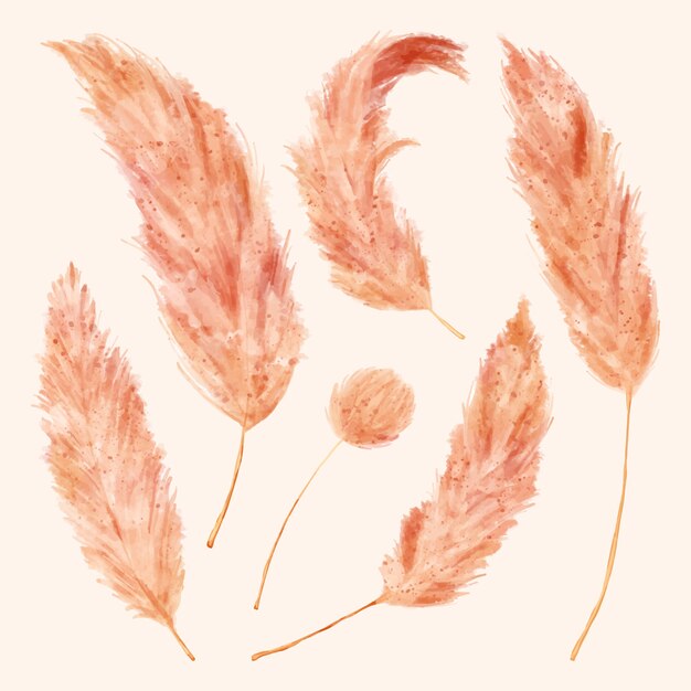 Colección de ilustraciones de pampas en acuarela
