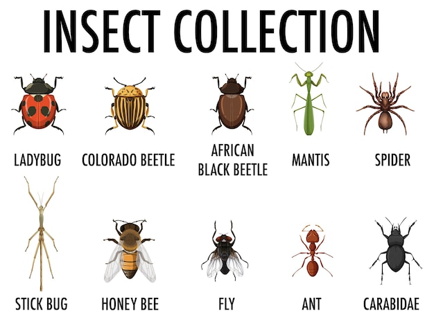 Vector gratuito colección de insectos aislada